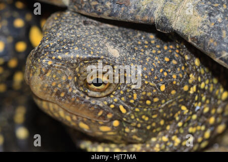 La tête en plein air près de tortues d'eau douce Banque D'Images