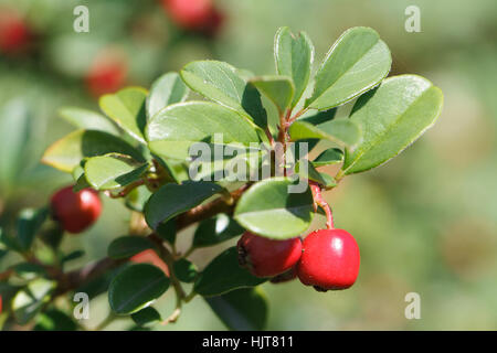 Arbuste avec des baies d'airelles rouges horizontales à l'extérieur closeup Banque D'Images