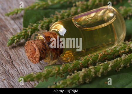 Teinture de plantain de thérapie dans le flacon en verre sur fond de bois macro Banque D'Images