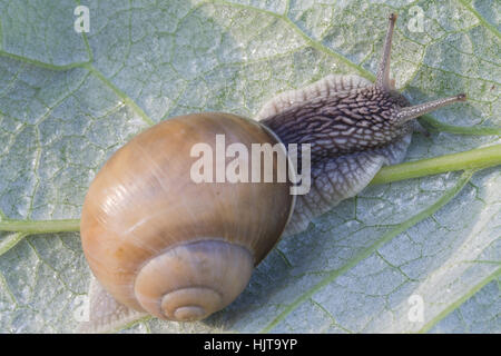 Helix pomatia sur une feuille verte close-up Vue de dessus Banque D'Images