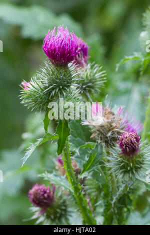 Chardon piquant blooming verticale extérieure gros plan Banque D'Images