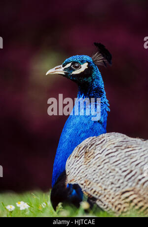 Paon indien, (Pavo cristatus), les jardins de Kew, Royaume-Uni Banque D'Images