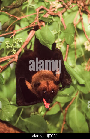 Flying Fox indien ou plus, les Indiens(pteropus giganteus), perchoirs dans un arbre pendant la journée,Rajasthan, Inde Banque D'Images