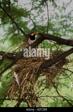 Pied, Myna(Sturnus contra ou Gracupica contra),perché à côté de son nid, le parc national de Keoladeo Ghana, Inde Banque D'Images