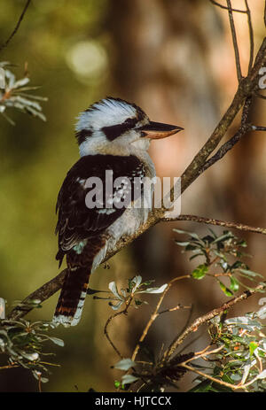 Laughing Kookaburra Dacelo novaeguineae),(, New South Wales, Australie Banque D'Images