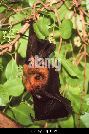 Flying Fox indien ou plus, les Indiens(pteropus giganteus), perchoirs dans un arbre pendant la journée,Rajasthan, Inde Banque D'Images