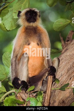 Langur Hanuman Langur, ou Gris (Semnopithecus animaux singe), assis dans un arbre banyan, Rajasthan, Inde Banque D'Images