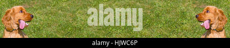 Cocker Anglais large panorama avec l'arrière-plan de l'herbe (affichage friendly) Banque D'Images