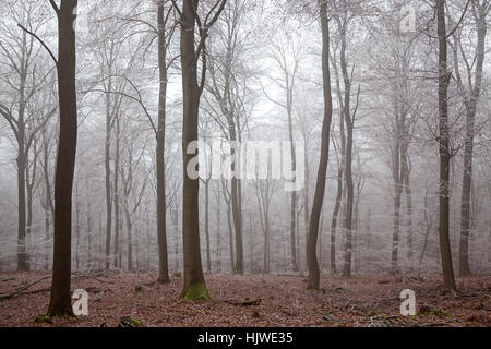 La forêt de feuillus, forêt d'hiver avec le brouillard et le givre, Heidelberg, Bade-Wurtemberg, Allemagne Banque D'Images