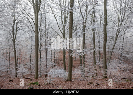 La forêt de feuillus, forêt d'hiver avec le brouillard et le givre, Heidelberg, Bade-Wurtemberg, Allemagne Banque D'Images