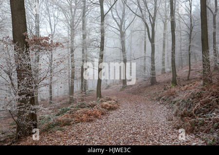 Forêt d'hiver, en passant par la forêt de feuillus piste forestière avec le brouillard et le givre, Heidelberg, Bade-Wurtemberg, Allemagne Banque D'Images