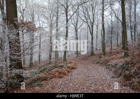 Forêt d'hiver, en passant par la forêt de feuillus piste forestière avec le brouillard et le givre, Heidelberg, Bade-Wurtemberg, Allemagne Banque D'Images