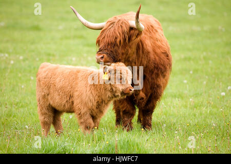 Scottish Highland bovins (Bos taurus), la mère et son veau sur un pâturage, Ecosse, Royaume-Uni Banque D'Images