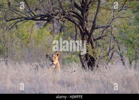 Lioness (Panthera leo), le repos, dans l'herbe haute, Kruger National Park, Afrique du Sud Banque D'Images