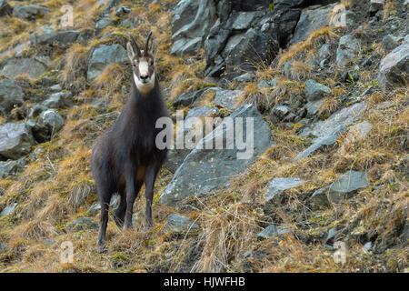 Chamois (Rupicapra rupicapra) dans le manteau d'hiver, terrain rocheux, Tyrol, Autriche Banque D'Images