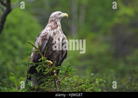 À queue blanche (Haliaetus albicilla), de l'épinette sur la côte norvégienne, Flatanger, Norvège Banque D'Images