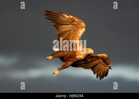 À queue blanche (Haliaetus albicilla) en vol, Flatanger, Norvège Banque D'Images