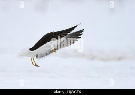 Moindre Goéland marin (Larus fuscus) l'atterrissage dans la neige, le nord de la Finlande, Finlande Banque D'Images