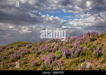 WY02168-00...WYOMING - colline couverte de lupin dans la Hayden Valley Parc National de Yellowstone. Banque D'Images