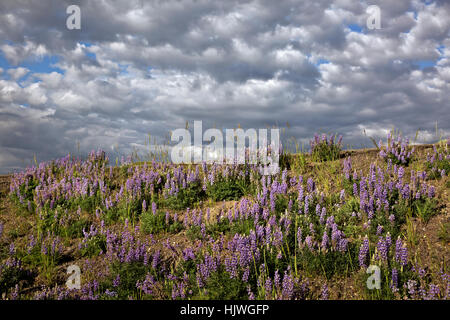 WY02169-00...WYOMING - colline couverte de lupin dans la Hayden Valley Parc National de Yellowstone. Banque D'Images