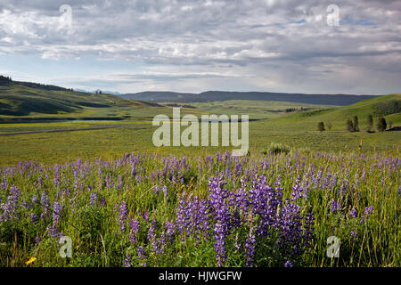 WYOMING - Lupin couverts colline donnant sur la rivière Yellowstone dans la Hayden Valley Parc National de Yellowstone. Banque D'Images