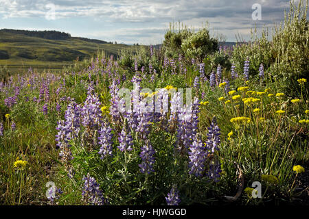 WYOMING - couverts de fleurs sauvages colline surplombant la rivière Yellowstone dans la Hayden Valley Parc National de Yellowstone. Banque D'Images