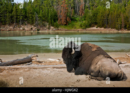 WY02180-00...WYOMING - Un Américain buffalo fixant dans le sable le long des rives d'une piscine thermale dans le Parc National de Yellowstone. Banque D'Images