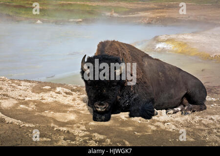 Un Américain Buffalo s'étendant dans le sable le long des rives d'une piscine thermale à Mud Volcano zone thermique dans le Parc National de Yellowstone. Banque D'Images