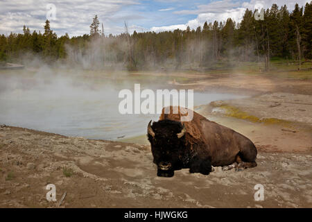 American Buffalo fixant dans le sable le long des rives d'une piscine thermale à Mud Volcano zone thermique dans le Parc National de Yellowstone. Banque D'Images