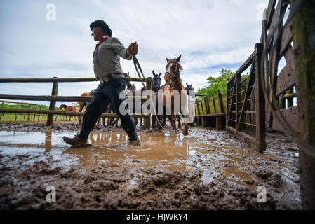 San Antonio de Areco, Argentine - Nov 13, 2016 : un cowboy Gaucho conduisant un cheval dans un enclos le 13 novembre 2016 à San Antonio de Areco, Argentine. Banque D'Images