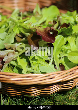 Feuille, panier, Cook, comestible, la laitue, la nutrition, les produits, la nourriture, l'aliment, feuille, Banque D'Images