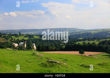 Swaledale brebis dans le Yorkshire Dales. Banque D'Images