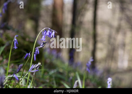 Close up shot of English Bluebells dans les bois à Bolton Abbey, dans le Yorkshire du Nord Banque D'Images