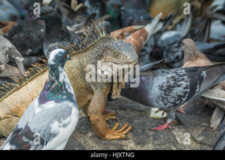 Iguane et pigeons repas partage le centre-ville de Guayaquil Banque D'Images