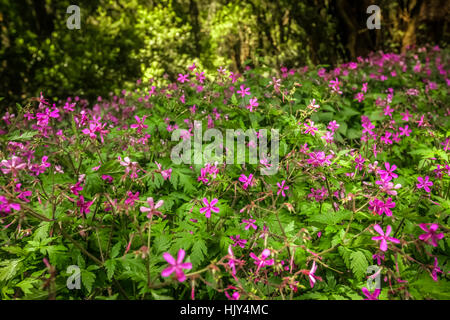 Fleurs roses dans la forêt tropicale dans le parc national de Garajonay, La Gomera, Canary Islands, Spain Banque D'Images