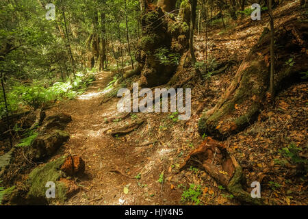 Sentier dans la forêt tropicale dans le parc national de Garajonay, La Gomera, Canary Islands, Spain Banque D'Images