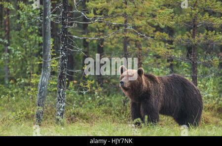 Ours brun, Ursus arctos, debout regardant quelque chose, dans la forêt, beaucoup d'arbres autour, Kuhmo, Finlande Banque D'Images
