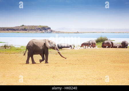 L'éléphant d'énorme autour de l'eau Banque D'Images