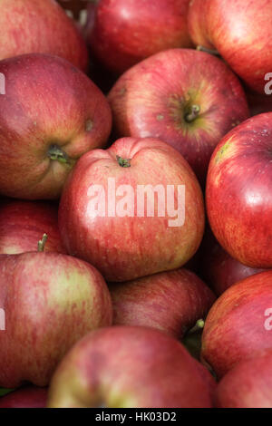 Malus domestica Regali Delkistar. Les pommes récoltées. Banque D'Images