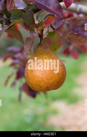 Pyrus communis 'Durondeau'. Poire sur un arbre. Banque D'Images