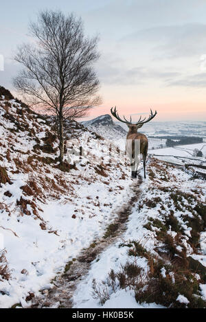 Belle red deer stag en chaîne de montagnes couvertes de neige paysage d'hiver Banque D'Images