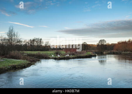 Swans on riverbank pendant l'hiver glacial paysage lever du soleil Banque D'Images