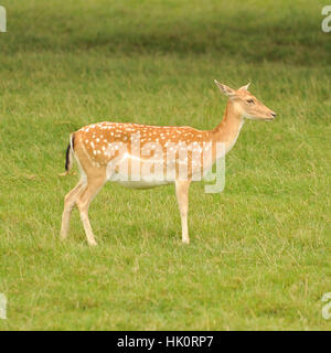 veau de Red deer Banque D'Images