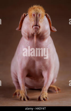Portrait de cobaye en studio Banque D'Images