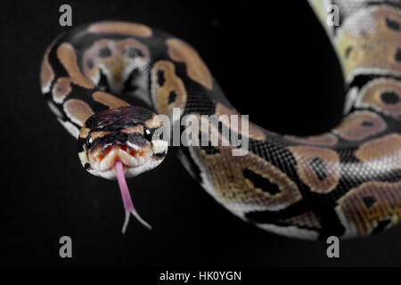 Serpent Python avec la langue en studio Banque D'Images