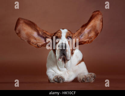 Basset Hound avec oreilles battant Banque D'Images