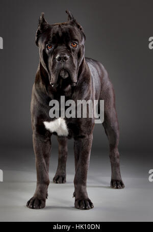 Cane Corso portrait Banque D'Images