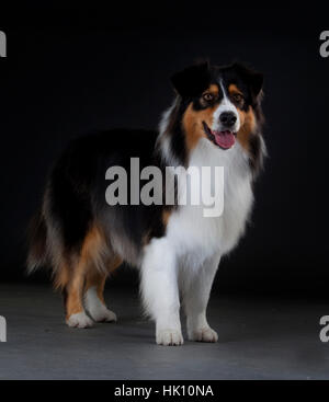 Portrait de berger australien sur studio Banque D'Images