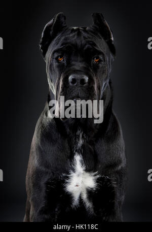 Cane Corso portrait Banque D'Images