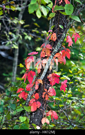 Feuilles rouges sur l'arbre dans l'Ontario à l'automne Banque D'Images